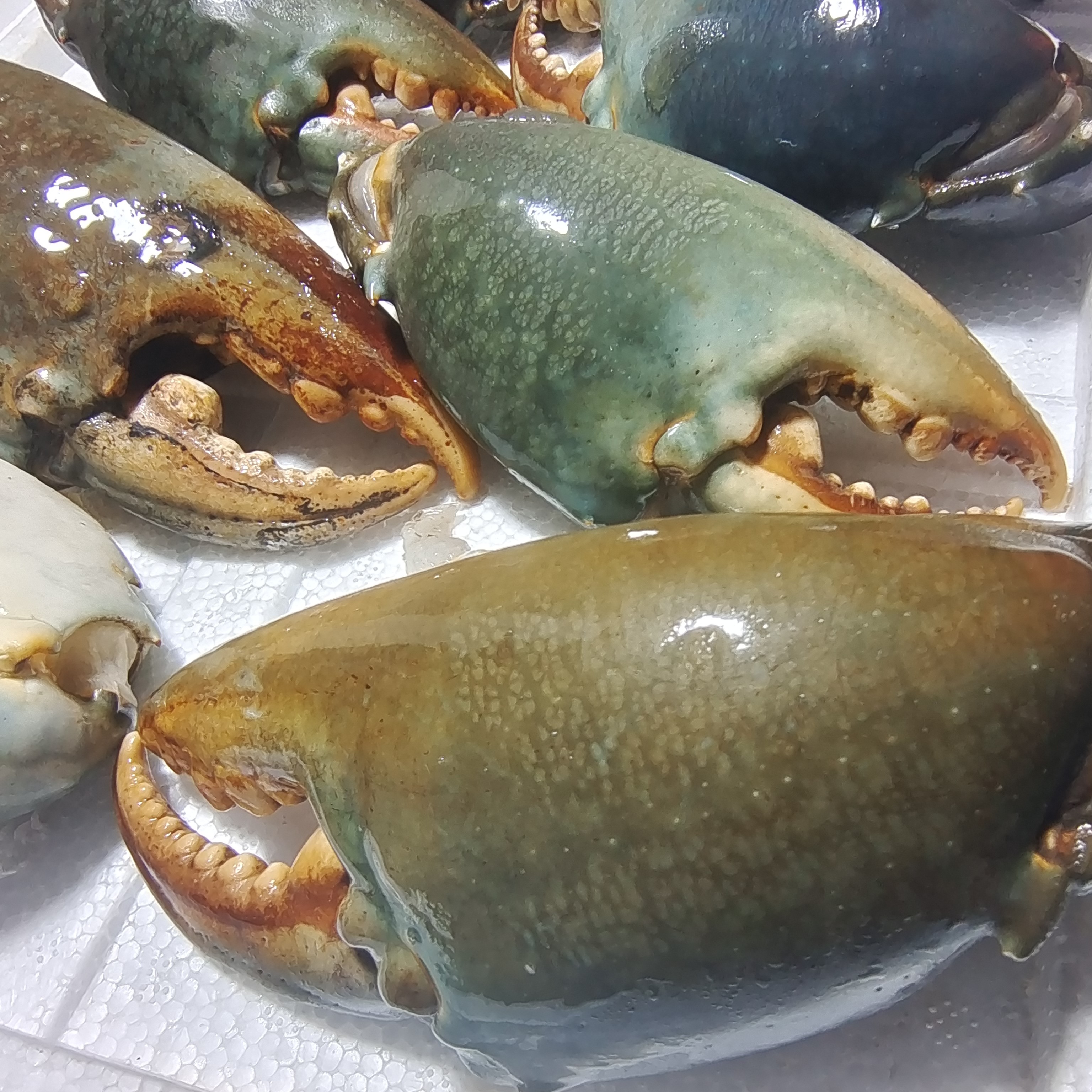 3斤巨无霸 生冻多肉 本港青蟹钳 1斤2斤3斤规格