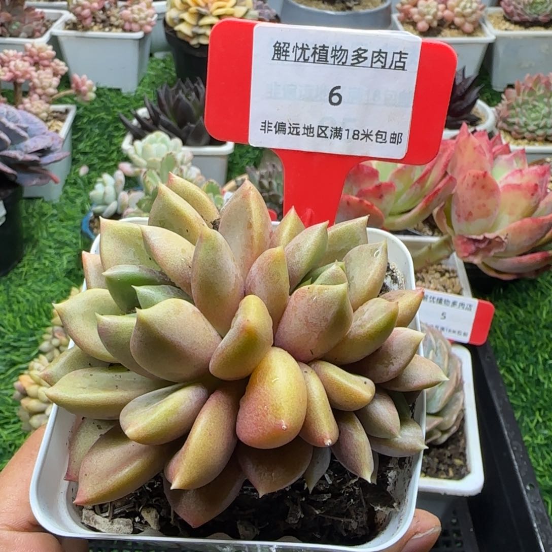 解忧植物多肉编号6
