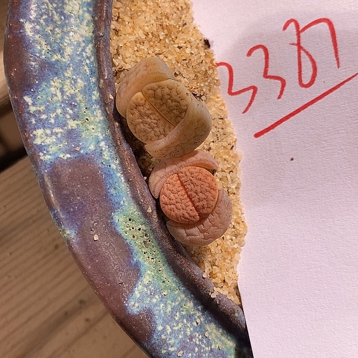 3387。 两颗189。     