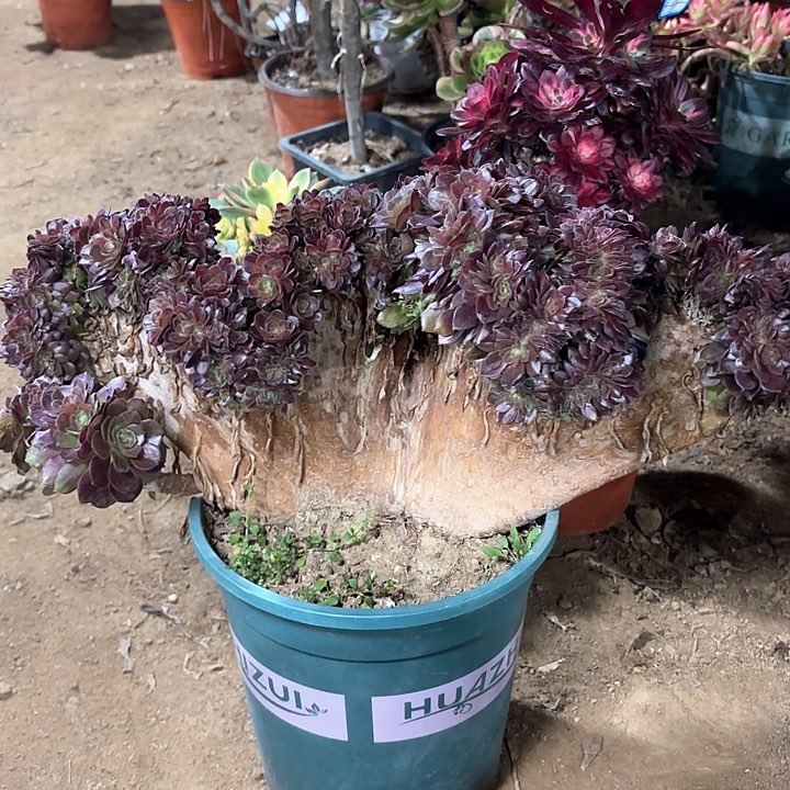 多肉植物法师万圣节缀83