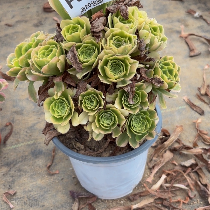 瑞妈多肉园艺962辛尼亚