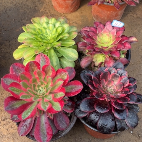 137多肉植物组合