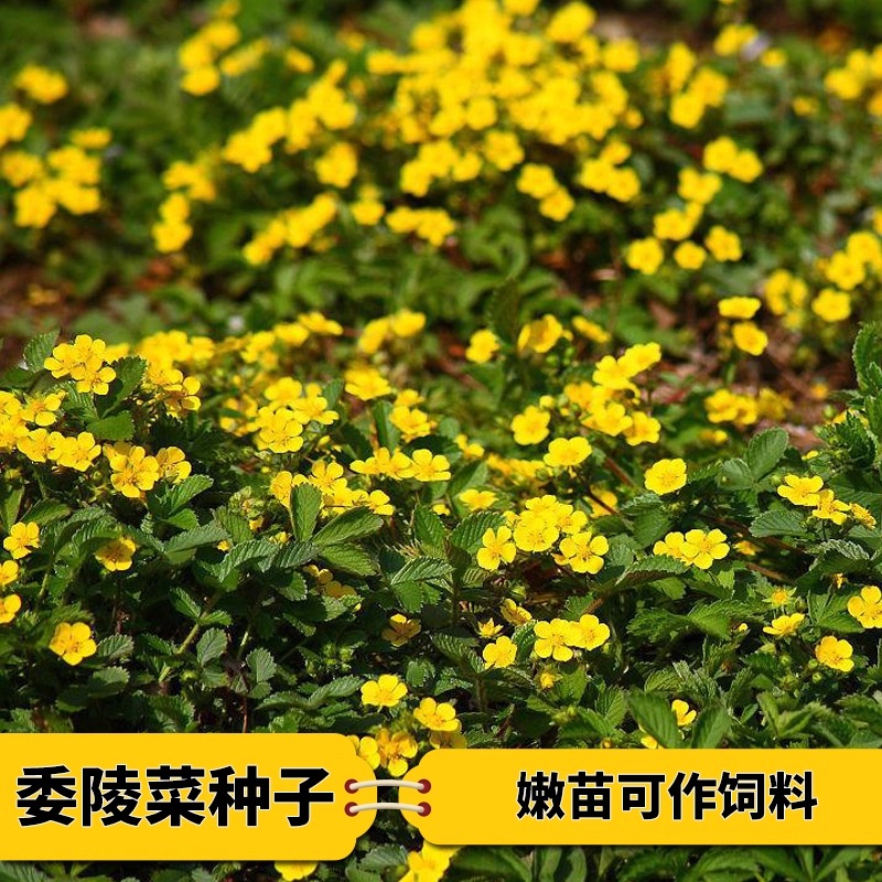 委陵菜种子翻白草白头翁蛤蟆草种籽多年生匍匐四季播种黄花护坡