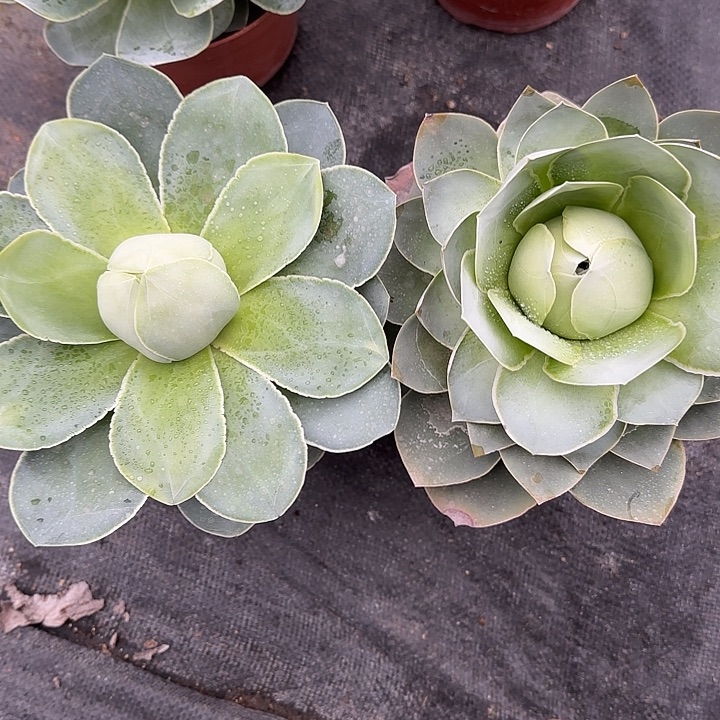 李***五山地玫瑰一物一拍，脱土发，2颗包子不包断侧芽