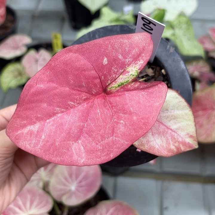 601-0226彩叶芋广东现货