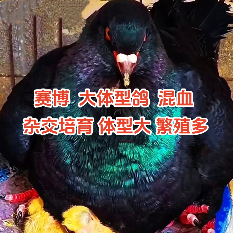 赛博B大体型鸽子肉鸽观赏鸽子一斤左右包邮