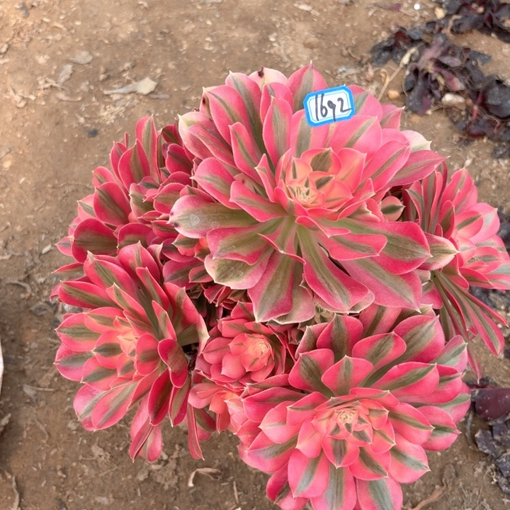 粉女巫有断枝瑕疵1692法师多肉