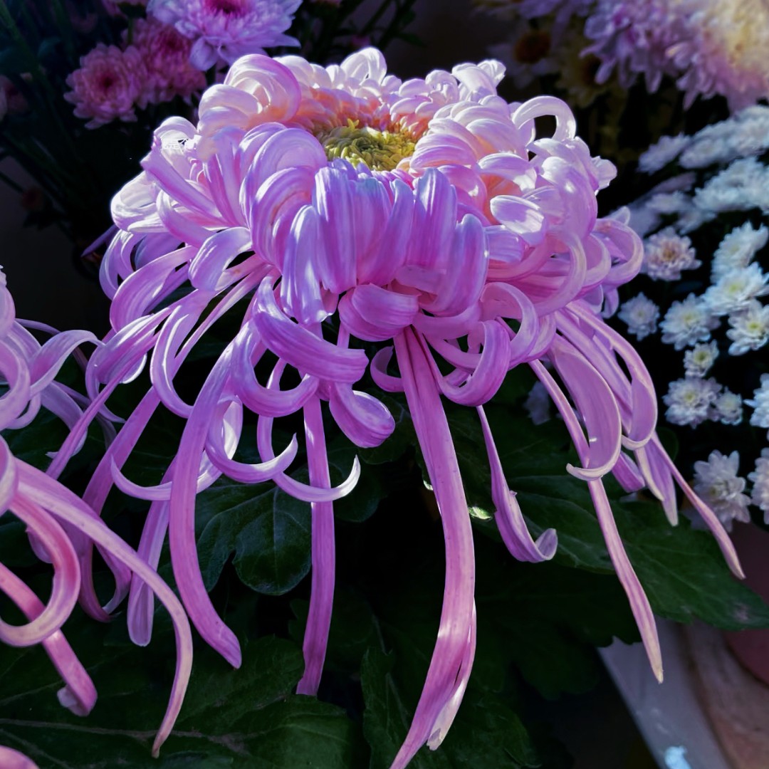 唐宇紫金【带花苞】大花线型菊花