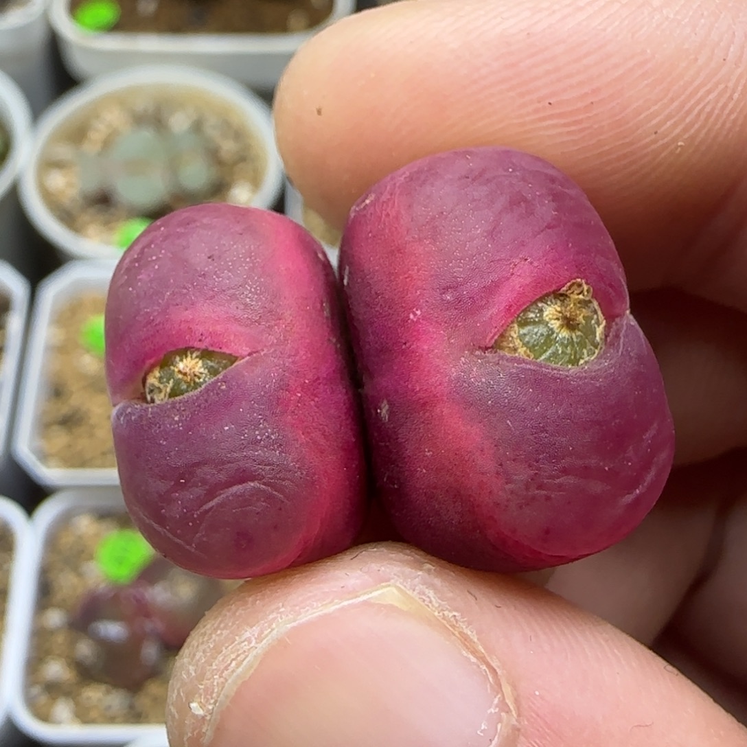 双头漂亮多肉植物152