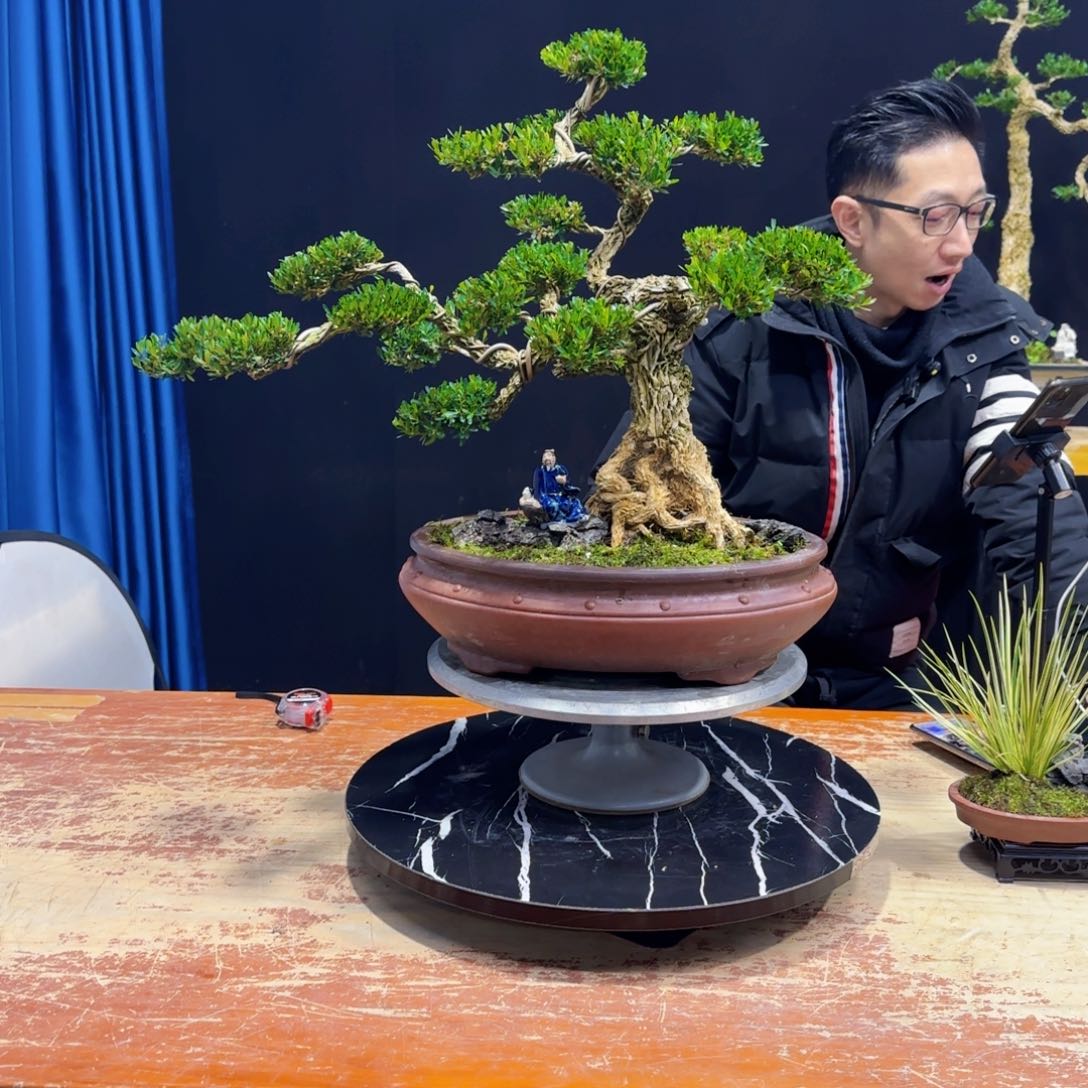 黄杨室内室外盆景艺术