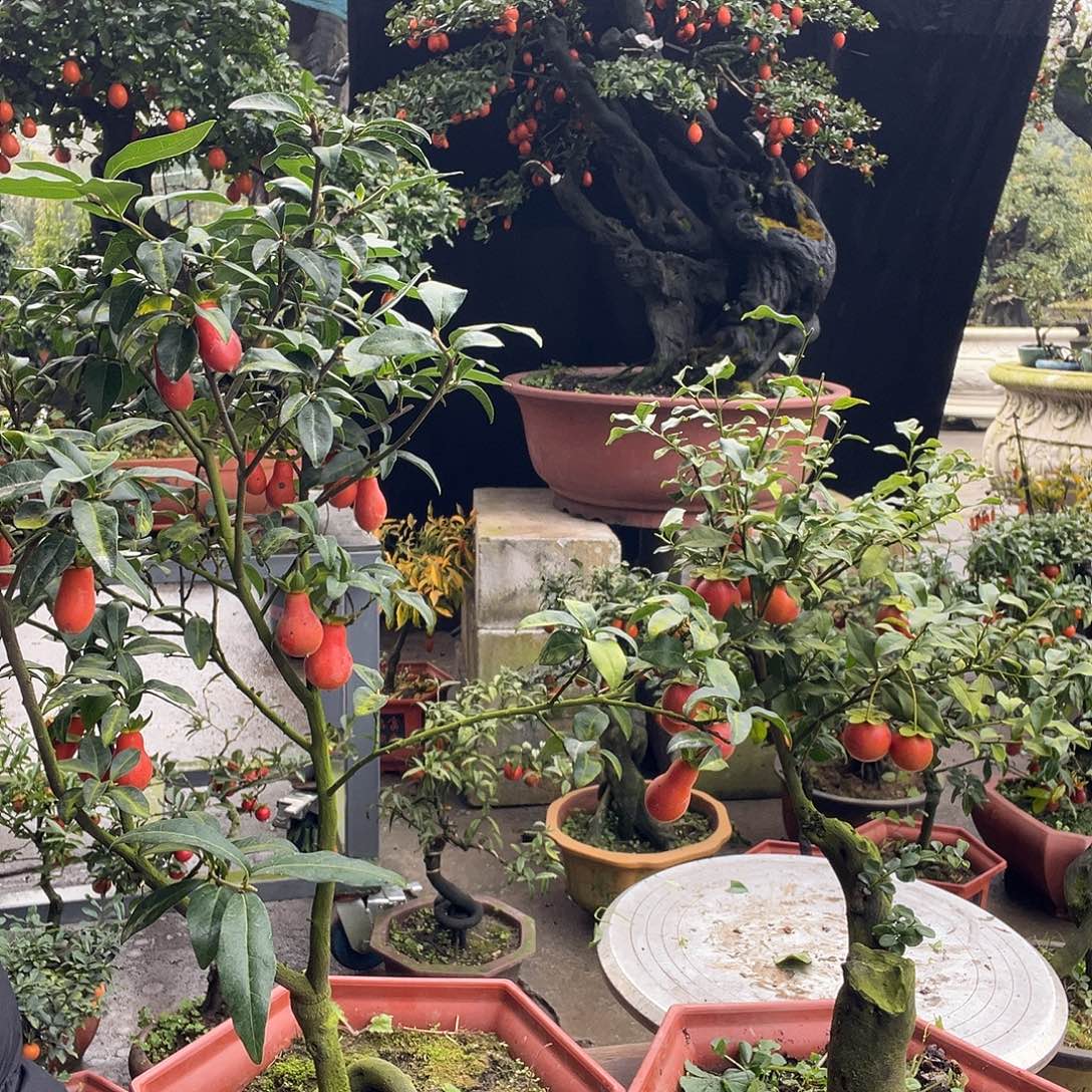 金弹子盆景喜欢的来