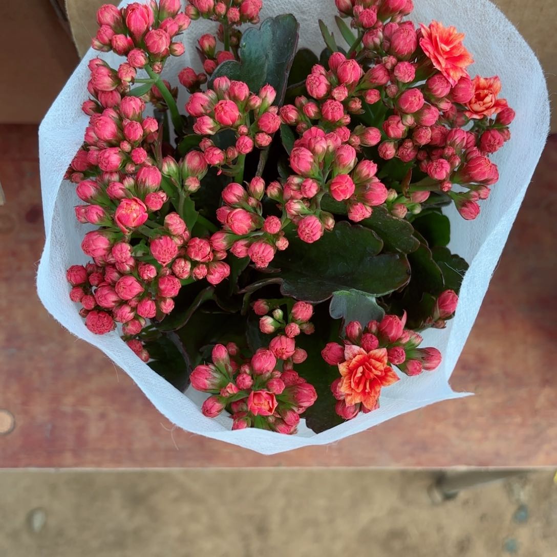 A431牛顿复色长寿花一颗