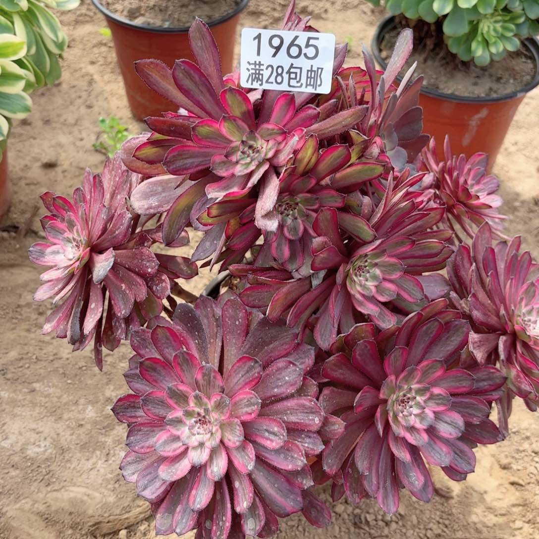 1965紫霞仙子多肉11111