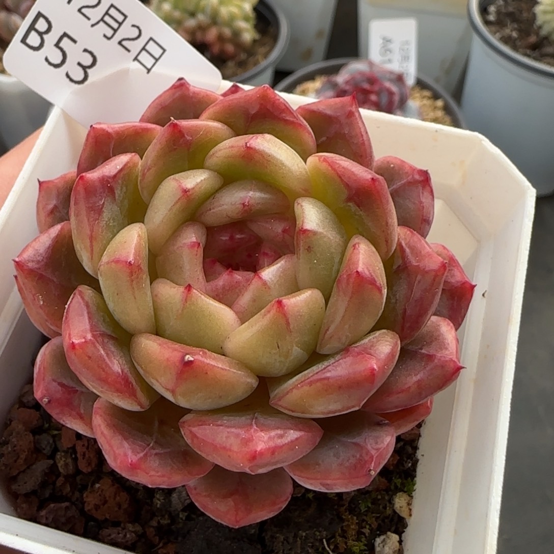 珍妮单头一颗脱土发货