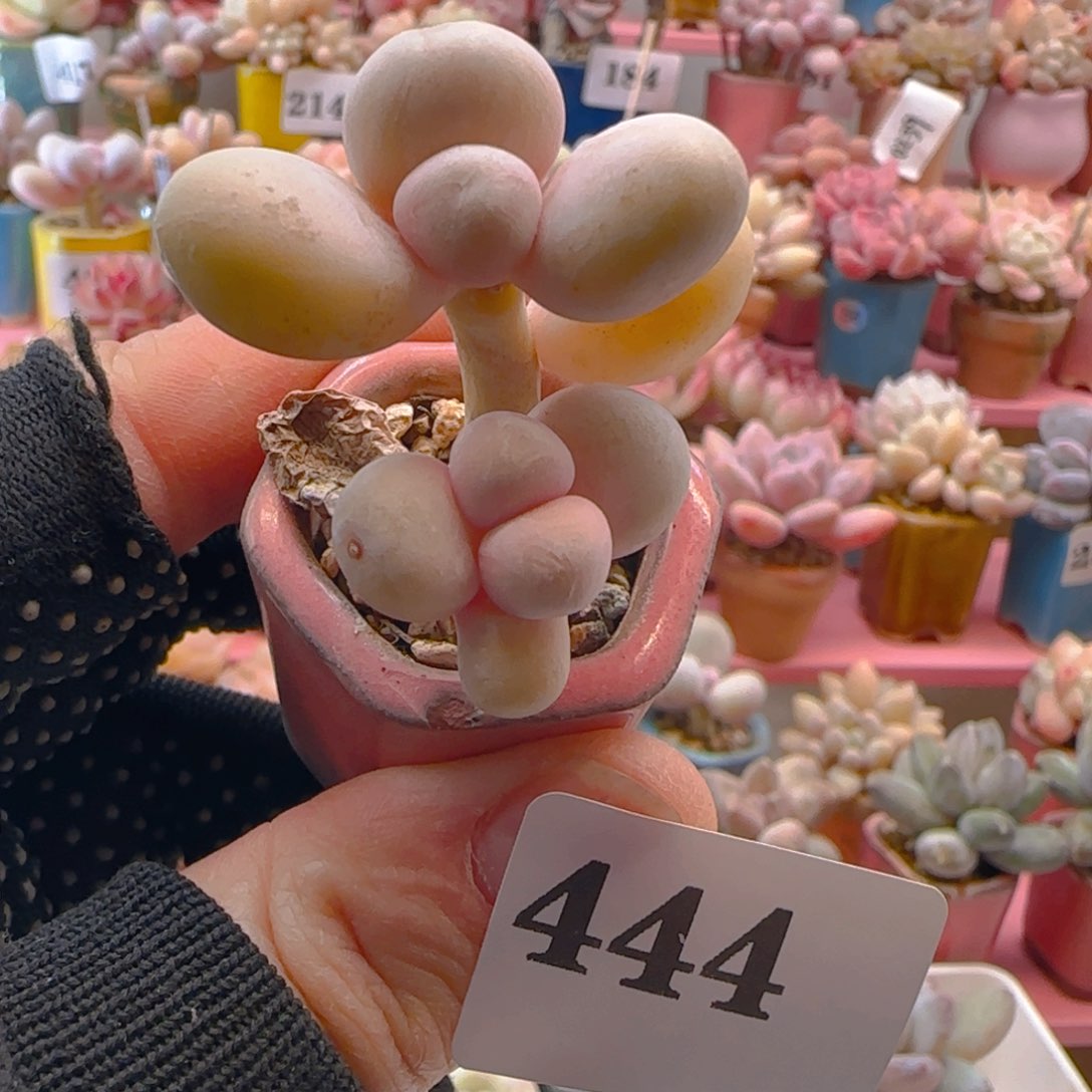 原始奶444 ，带盆土发货，满38包邮非偏远。