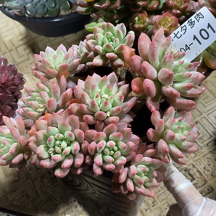 小七夕多肉不知名101