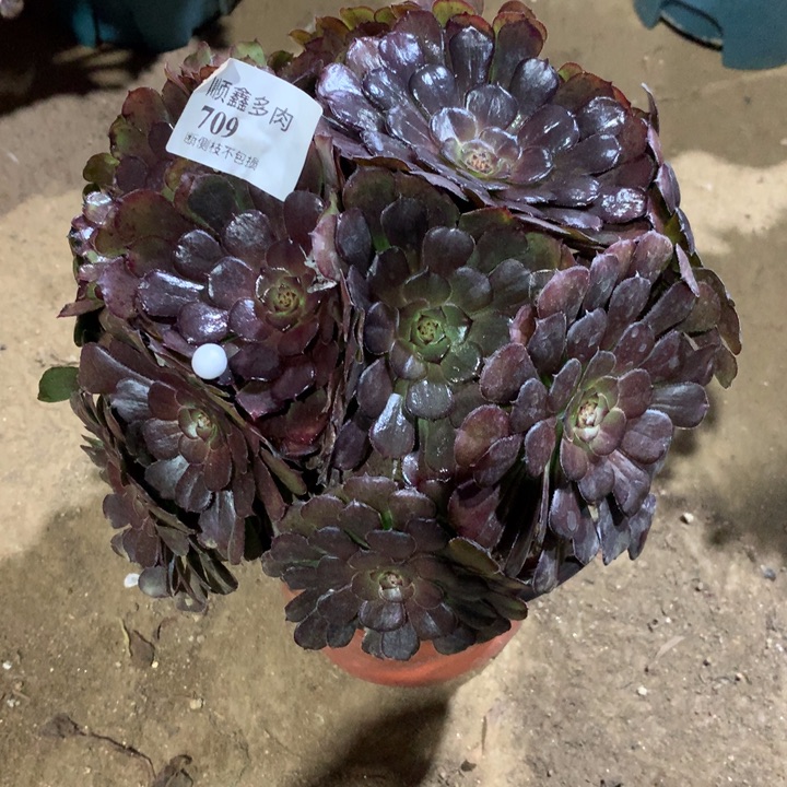 709黑萝莉多肉植物特价