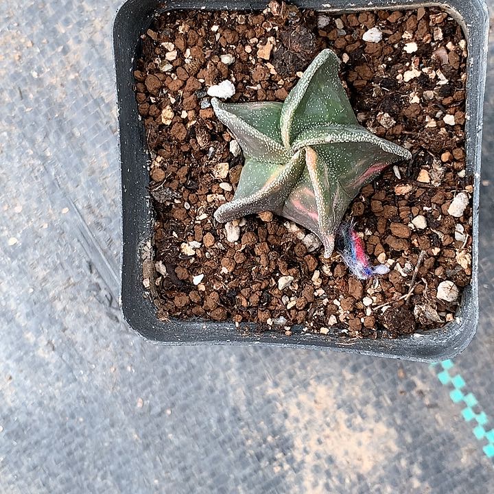 银沙鸾凤玉锦非常非常好看