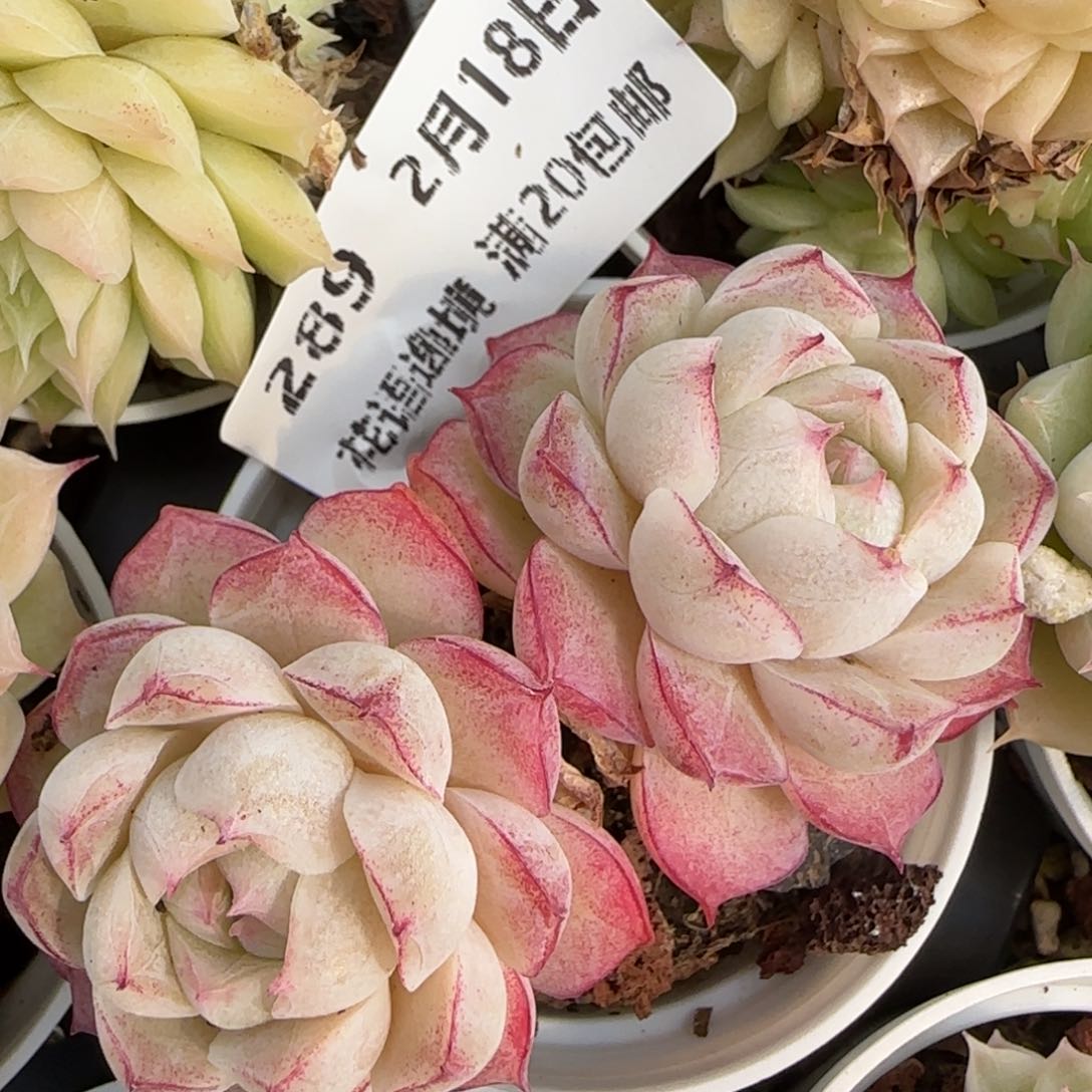 花语逸境0218-289