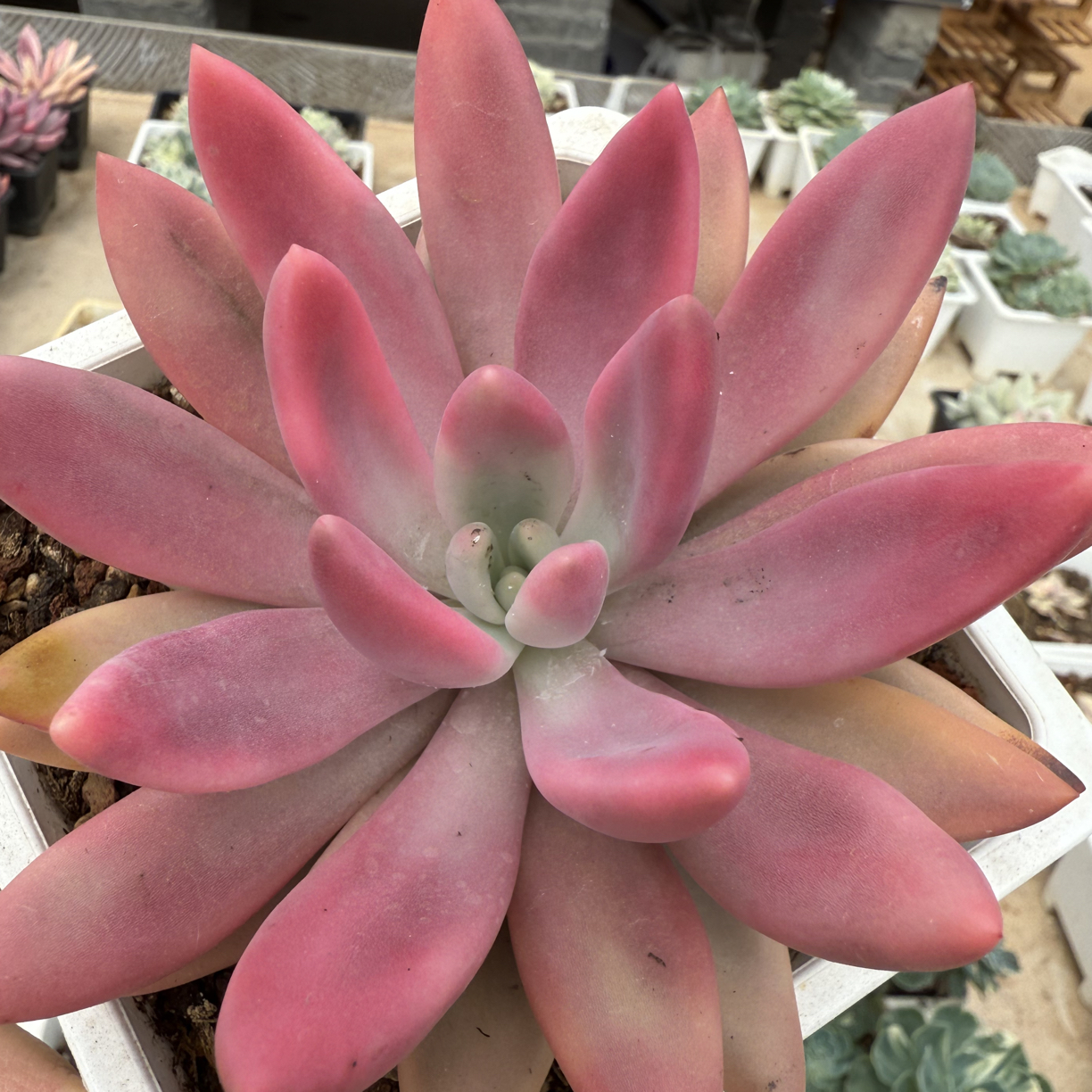 桃花源锦，12厘米盆超大