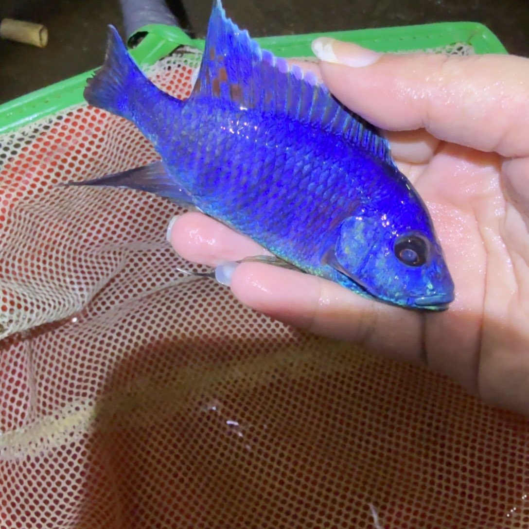 龘***慈鲷鱼10号红肚蓝12