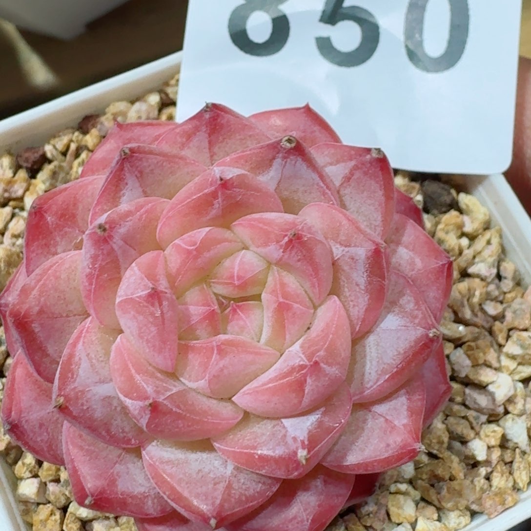 美心         精品多肉