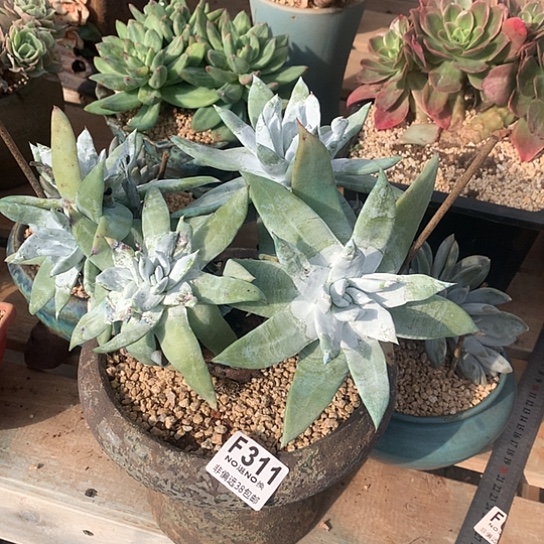 星星拇指311 亏本处理7-8天发货