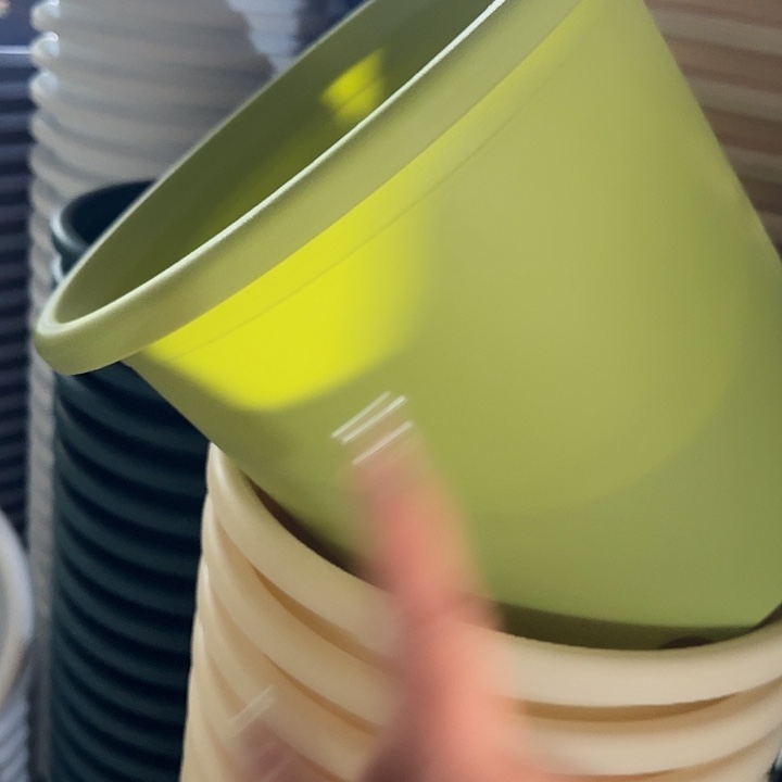 四季6号果绿无托7个特价