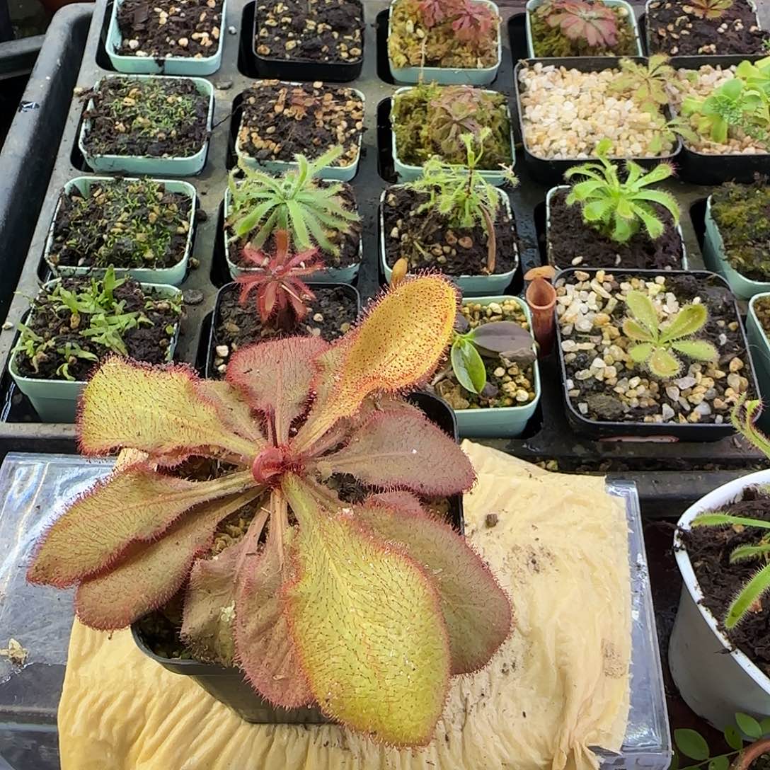 巅***杨无花朵仙女座茅膏菜