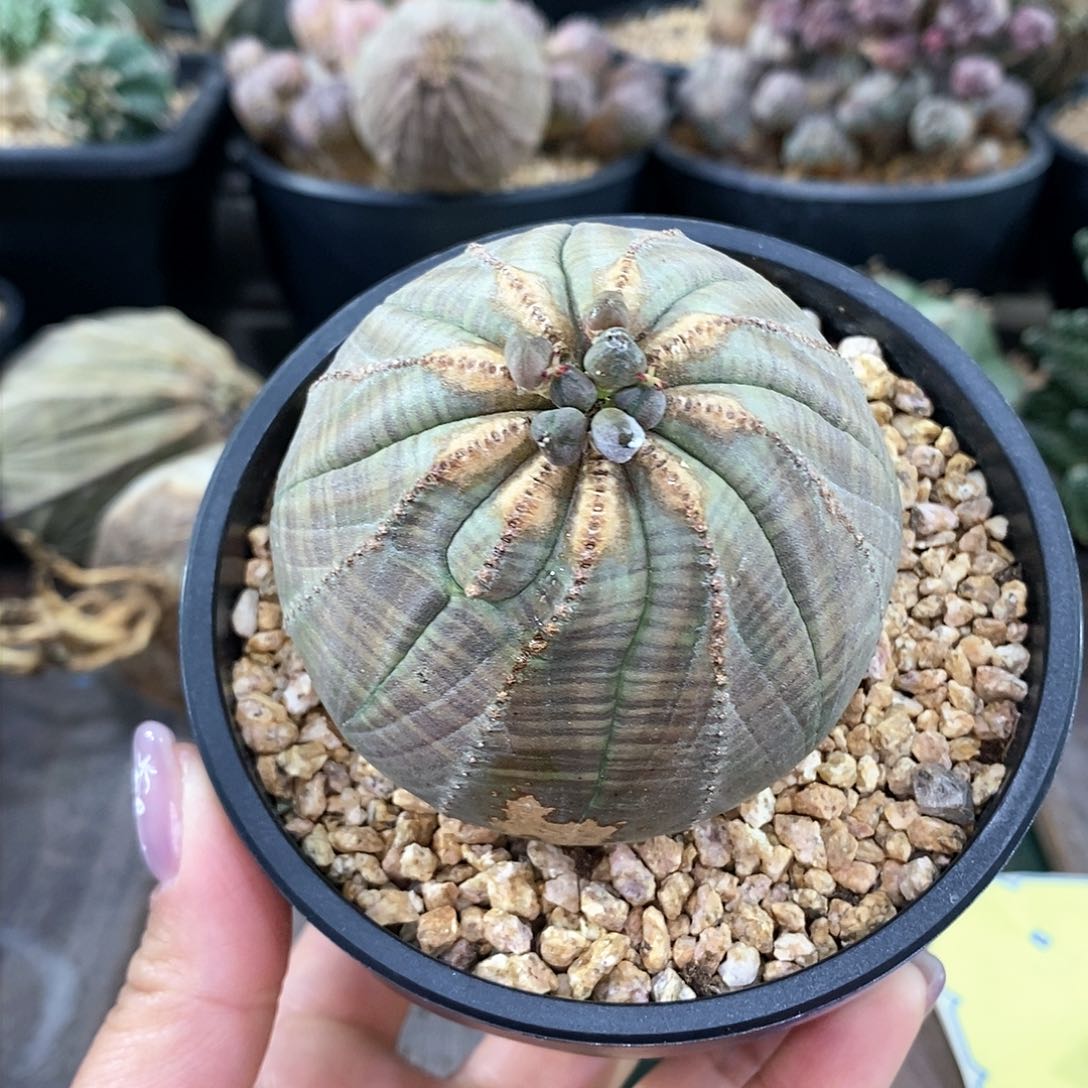 欧系实生布纹球多肉植物