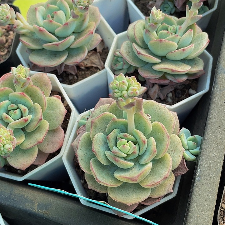 香草2.8带哦土发