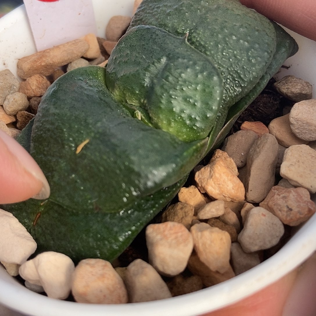 275卧牛实生军配肋骨带盆发货