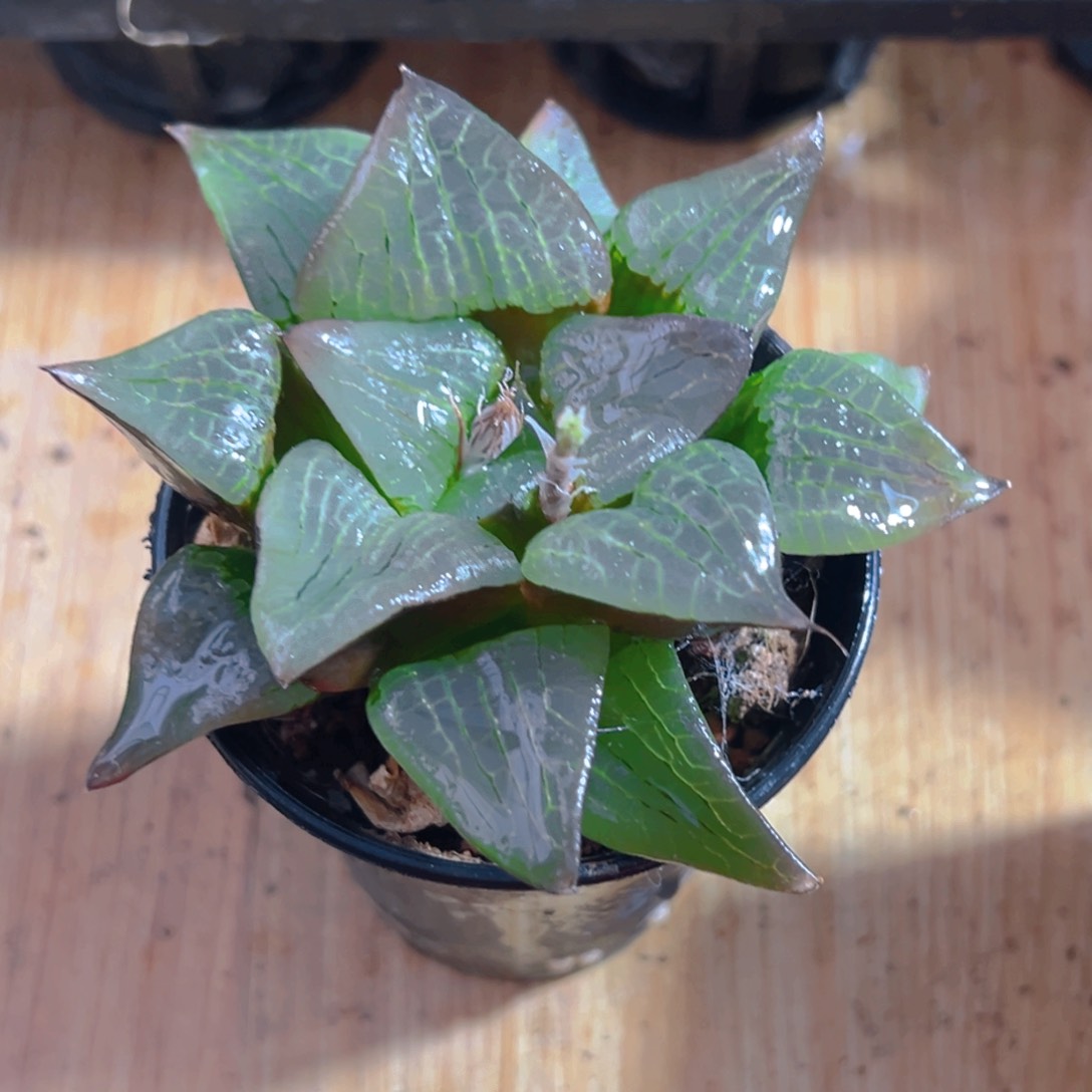 万象盆啊寒湖玉露多肉一颗