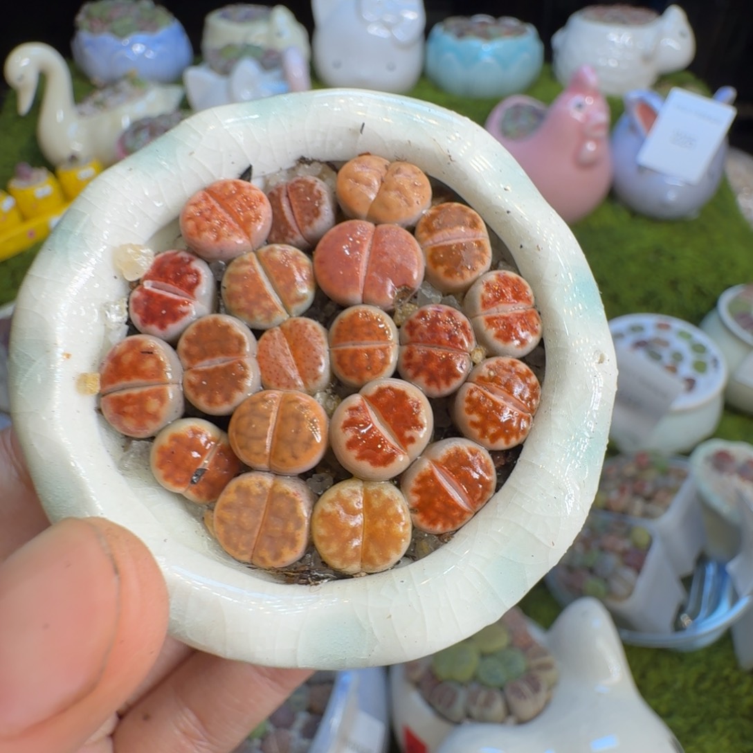 【****多肉植物福利冲264