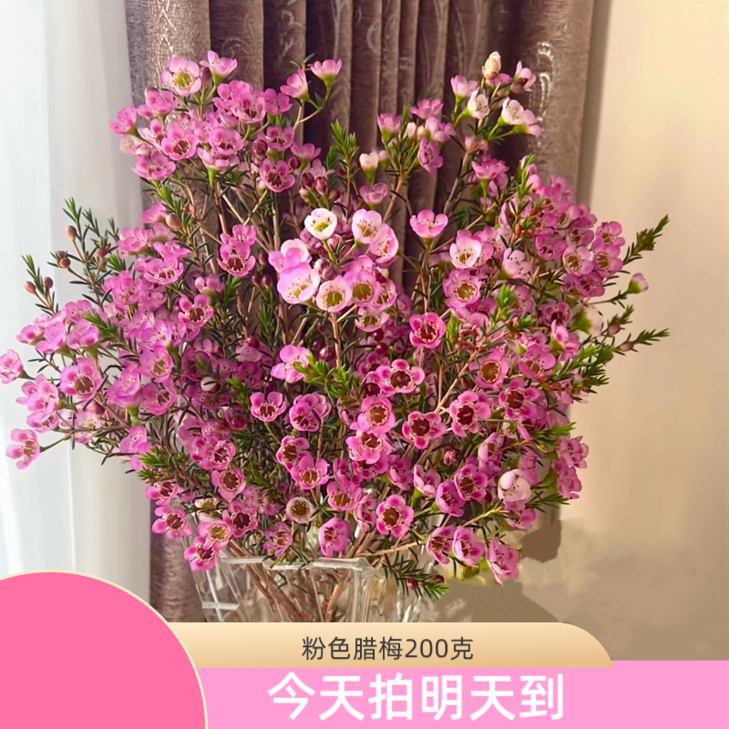元旦特价蕓影精选【粉色腊梅200g】云南鲜花批发次日达