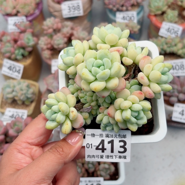 樱花罗琦多肉植物多肉植物