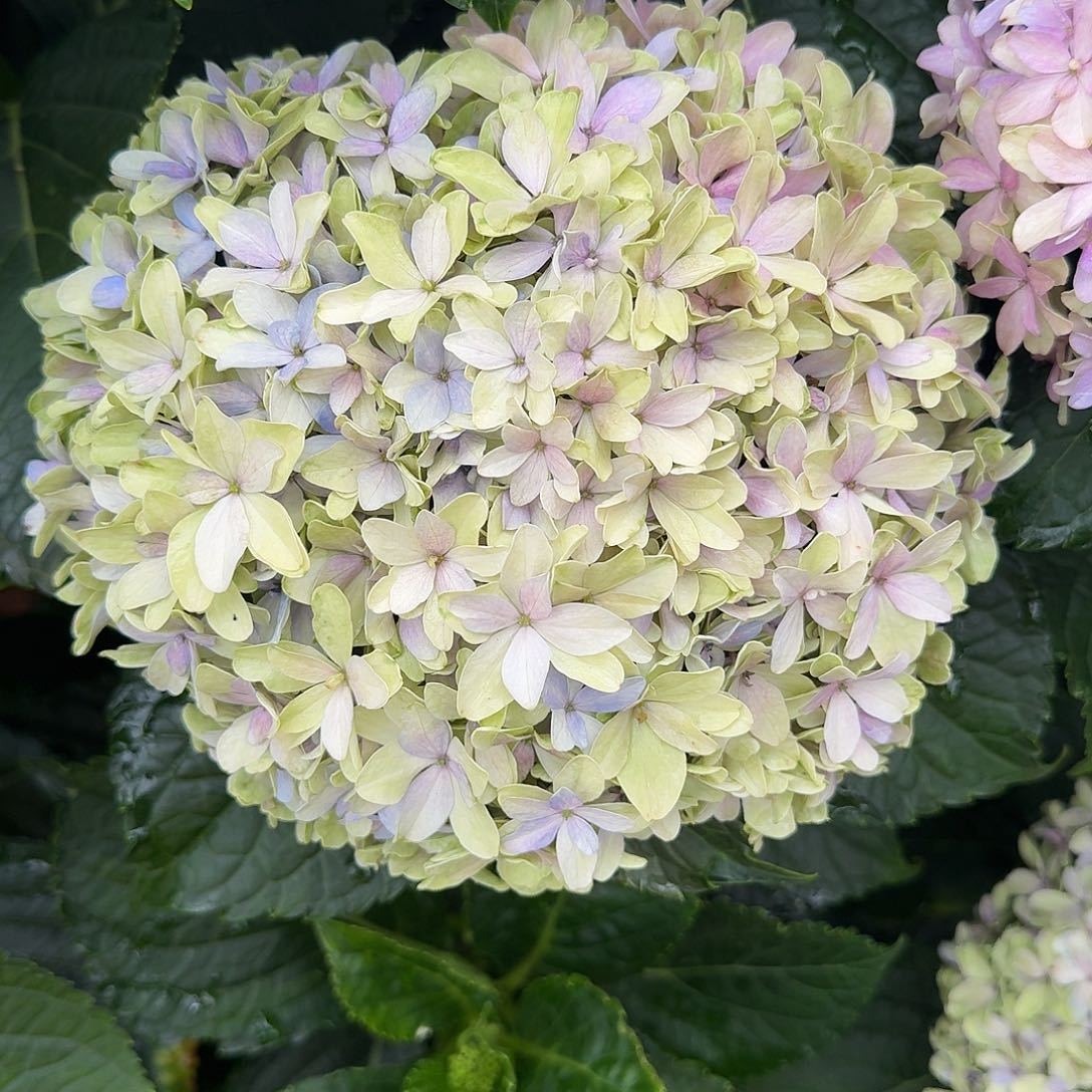 大部分花苞少量开放