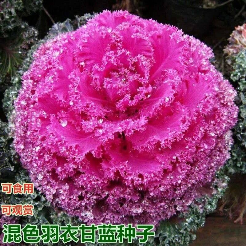 羽衣甘蓝种子观赏食用绿化盆栽甘蓝种籽阳台春秋蔬菜种孑