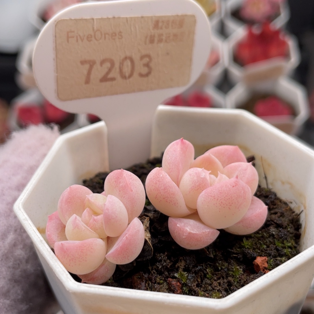 雪媚娘7203-5.0厘米