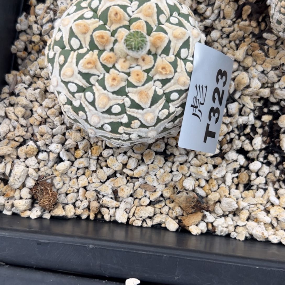 J***7T323号兜仙人球多肉