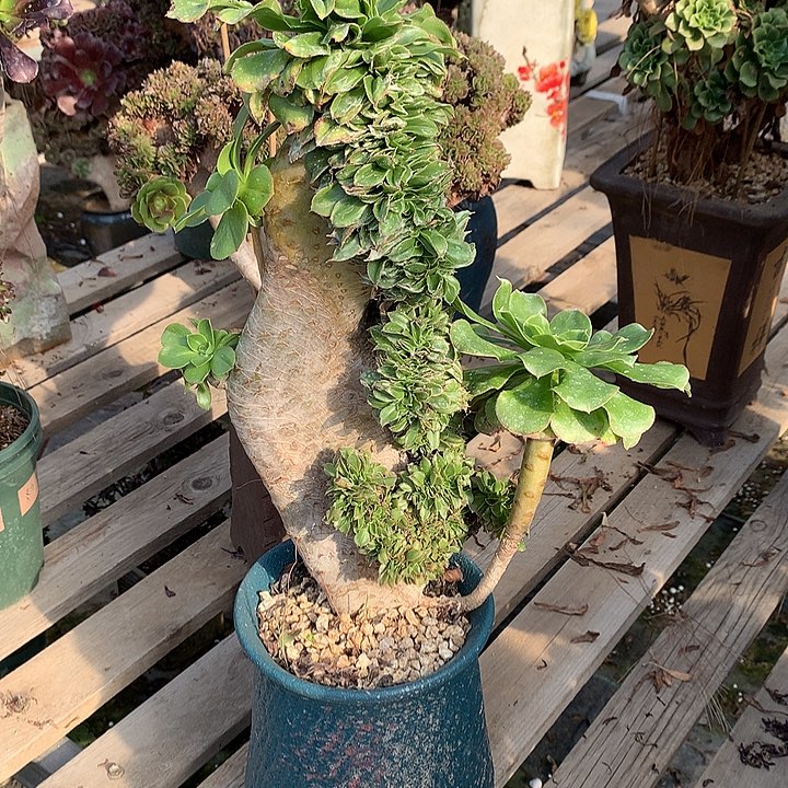 君美丽一颗海马的