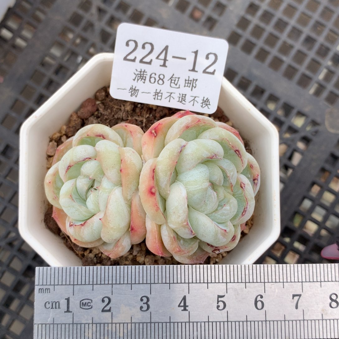 12。胖虎珍妮双头。多肉