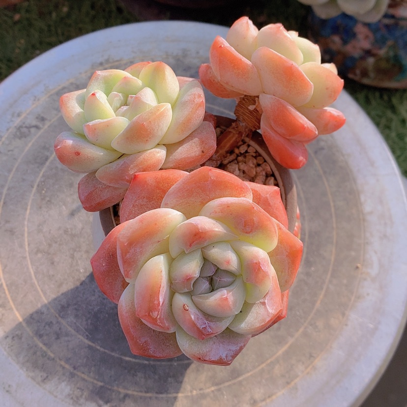 【闪购商品】ʚ***ɞ彩虹冰玉