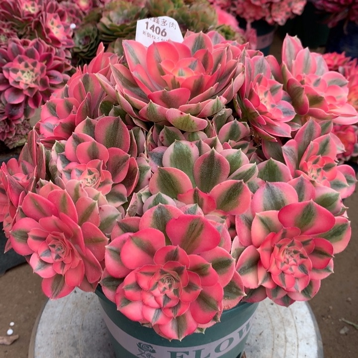 1406粉女巫多肉植物