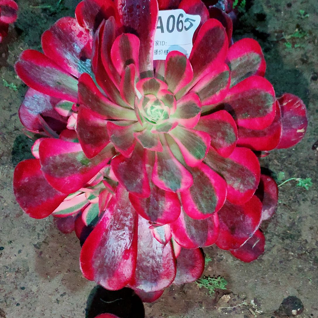 美杜莎法师多肉065