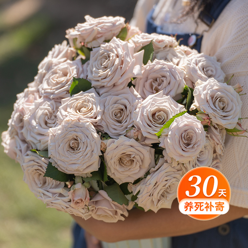 天狼月季 曼塔  多季节重复开花淡香灌木月季阳台庭院花卉易栽种