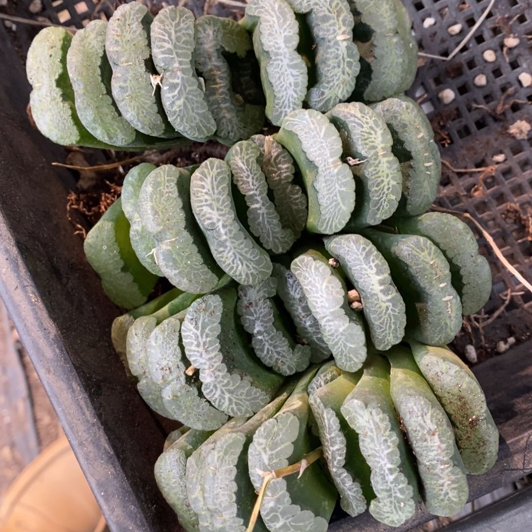 702 一颗超级大玉扇 福利