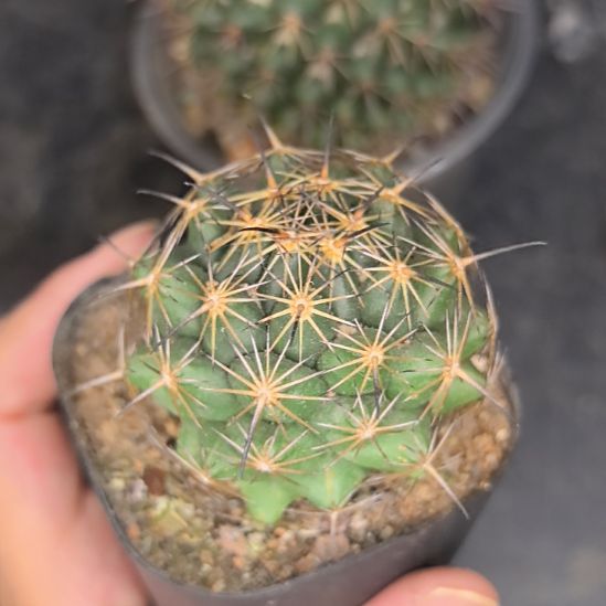 实生古镜丸直径4.5带盆土