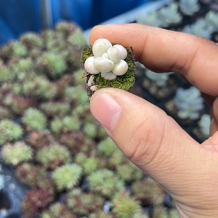 奶酪 满10颗包邮  