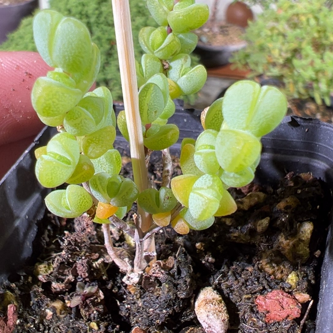 元宝55杯老桩福利